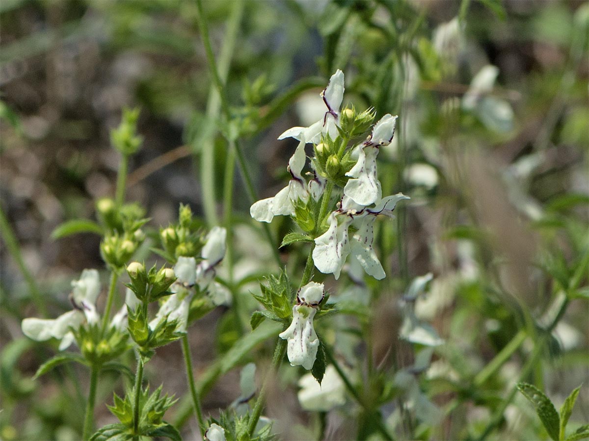 Stachys recta ssp. subcrenata